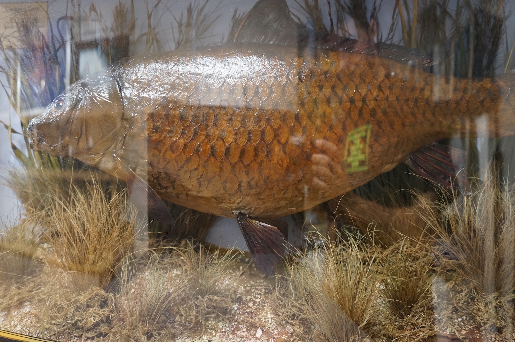 A mid 20th century taxidermy Common Carp in a bowfronted case, with handwritten paper label reading; ‘Common Carp Caught by S. Redfern, Buck’s Hole Reservoir, Hastings, June 16, 1965 Wgt. 7lbs’, dimensions; 79cm wide, 41